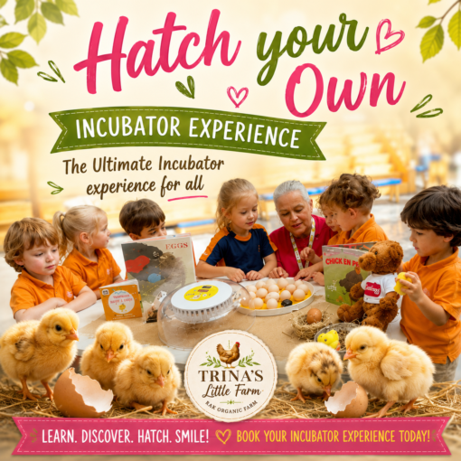 Incubator Expieriance